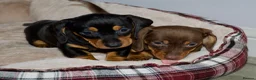 Dachshund dogs for sale: 5 beautiful Dachshund puppies in Leeds - Advert 3