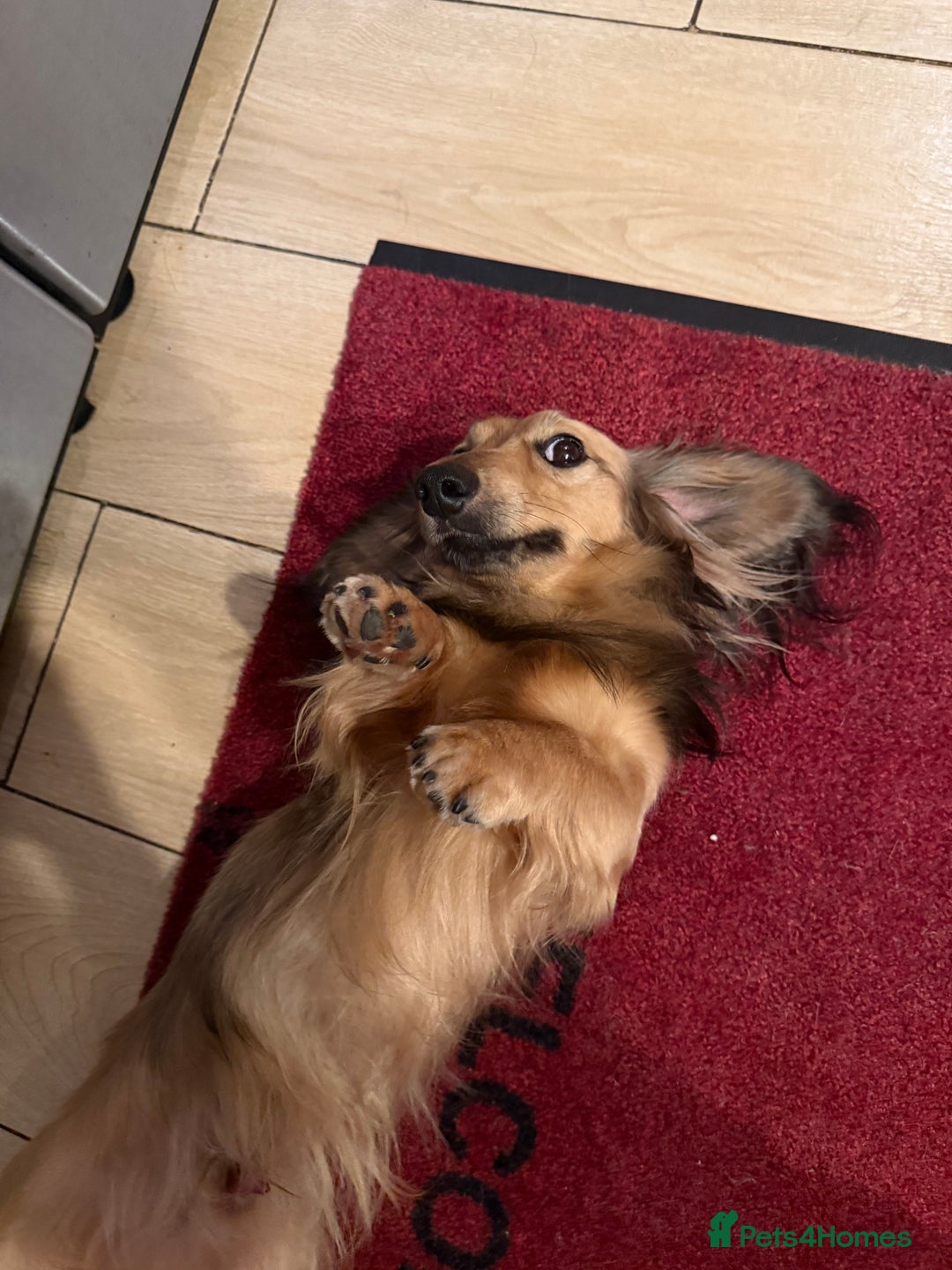 Miniature Dachshund dogs for sale: Long haired miniature dachshund litter  - Image 7