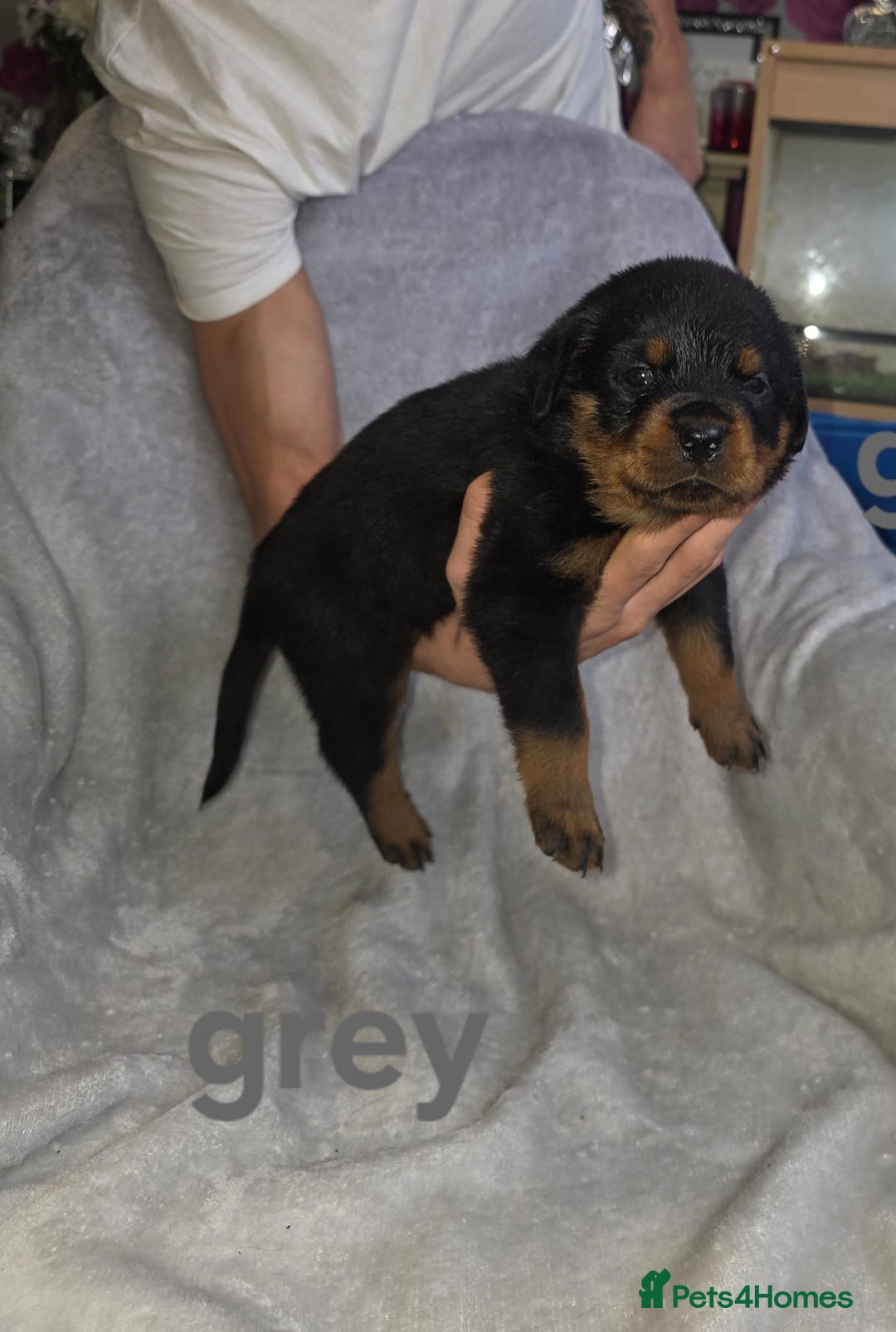 Rottweiler dogs for sale: Purebred Rottweiler Puppies Family Companions - Advert 8