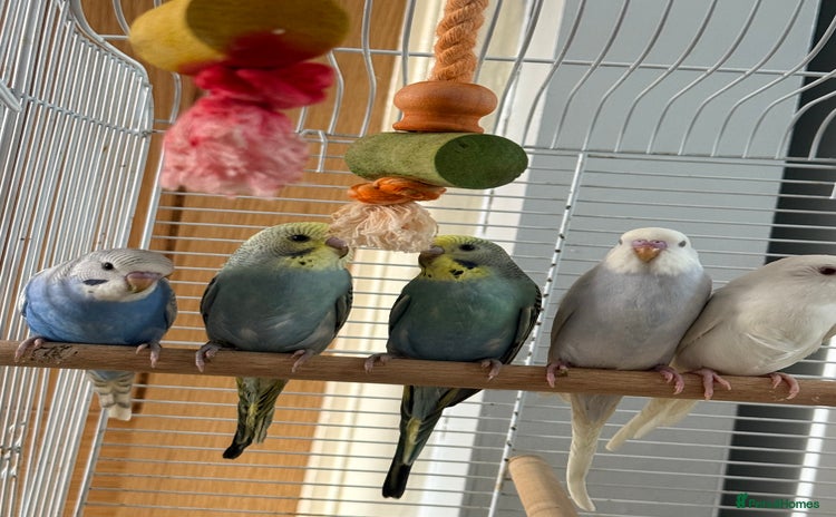Budgerigars birds - Advert 3