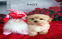 Maltipoo dogs for sale: Miniture Maltipoos  - Image 1