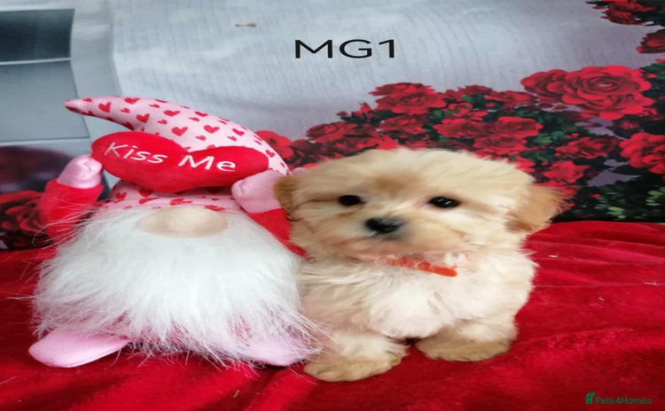 Maltipoo dogs - Advert 2
