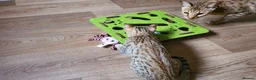 Savannah cats for sale: F3 Svannahs Girl Pedigree - Advert 7