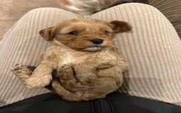 Cavapoo dogs for sale: 🐶 Beautiful Red Cavapoo Puppies – Ready November  - Image 37