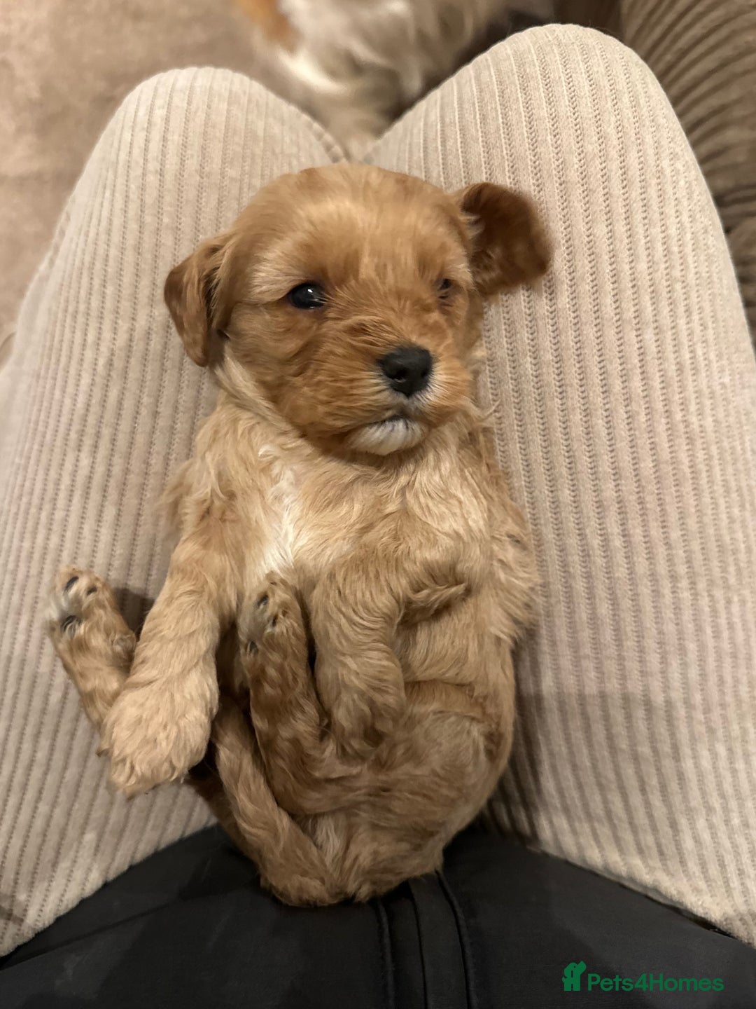 Cavapoo dogs for sale: 🐶 Beautiful Red Cavapoo Puppies – Ready November  - Image 37