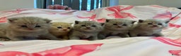 British Shorthair cats for sale: Pedigree British Shorthair Kittens Golden & Lilac - Advert 8