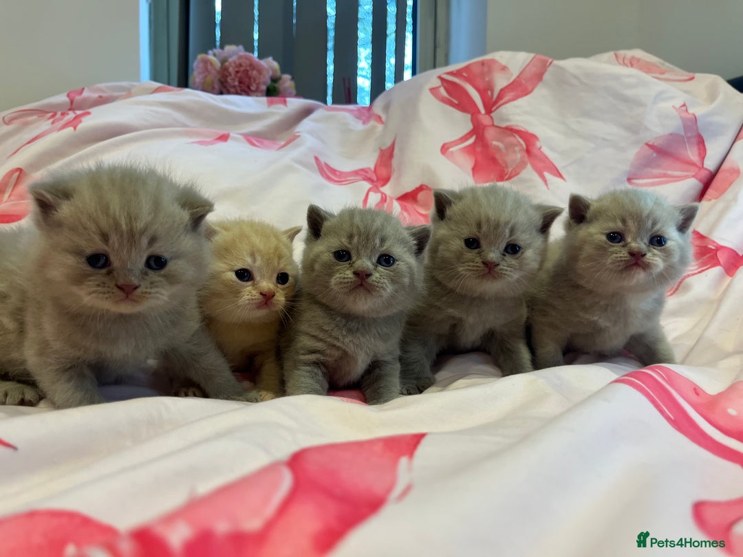 Brazilian Shorthair cats for sale: Pedigree British Shorthair Kittens Golden & Lilac - Image 2