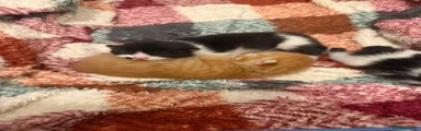Mixed Breed 3