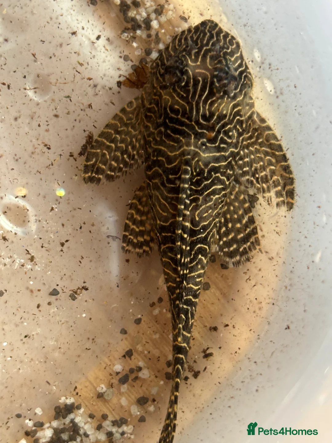 Plecos fish for sale: Queen Arabesque Plecos.  - Advert 8