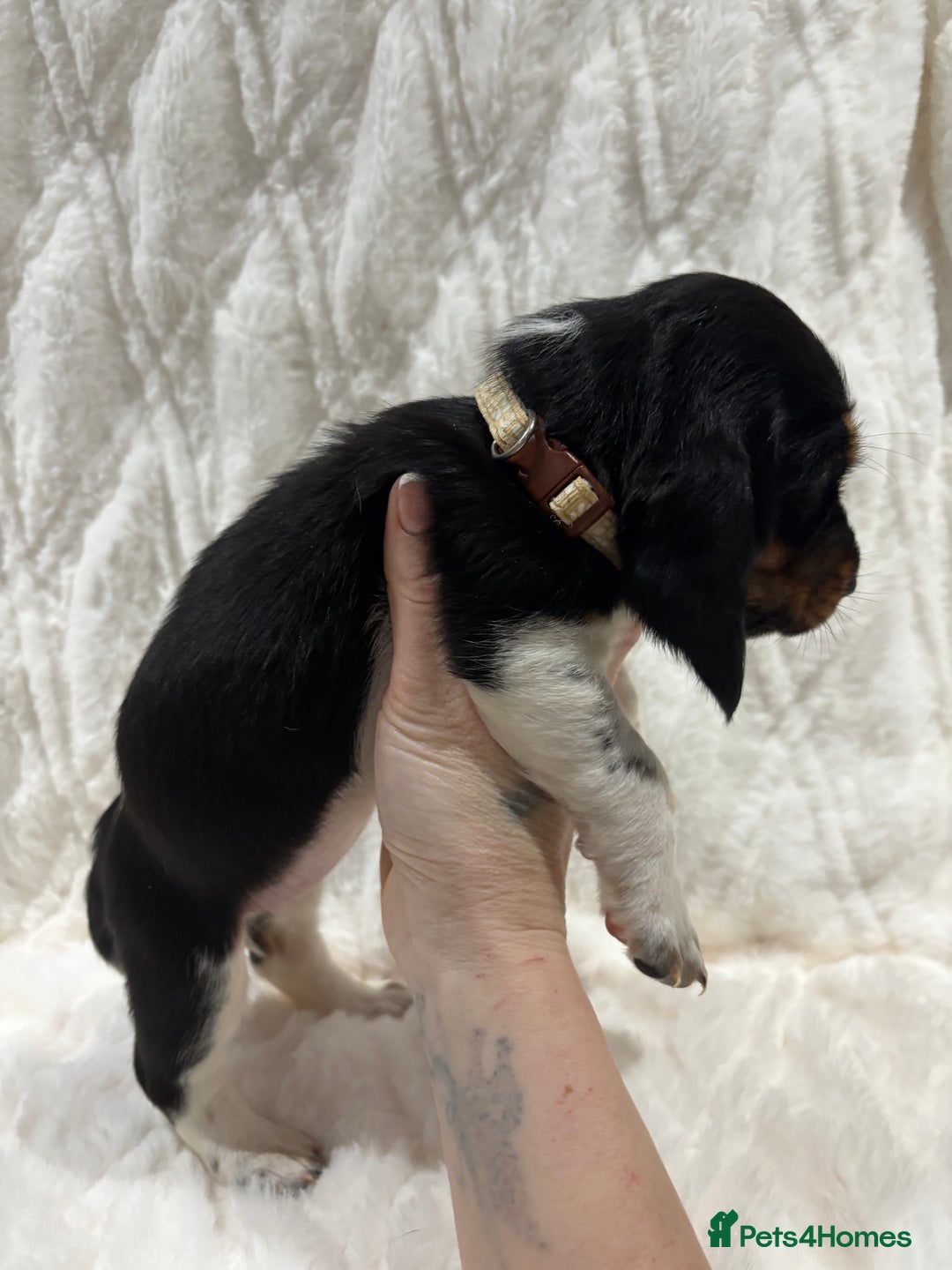 Basset Hound dogs for sale: Bassett hound puppies  - Advert 20