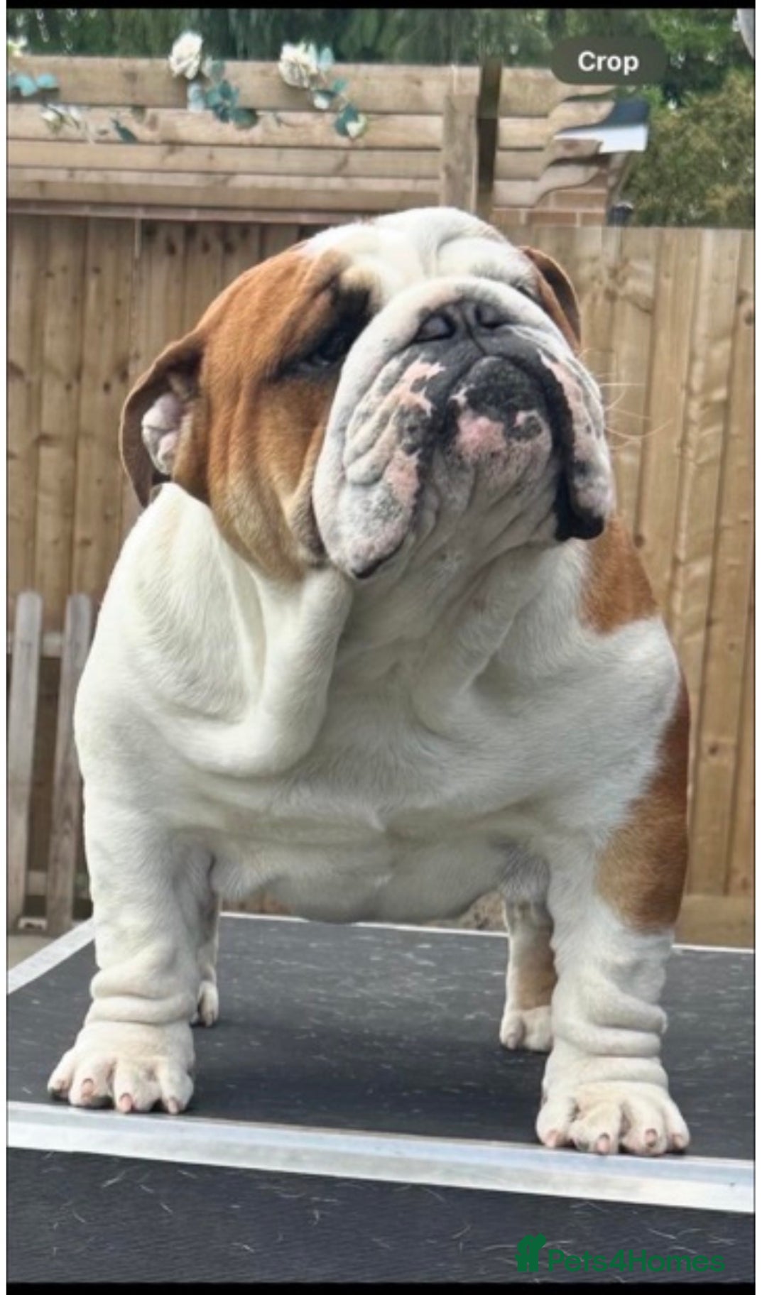 English Bulldog dogs for sale: Traditional English Bulldog puppies  - Advert 4