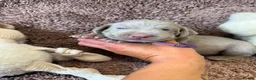 Weimaraner dogs for sale: Weimaraner Silver Grey Girl Pups - Ganult showline - Advert 25