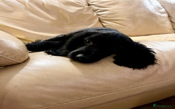 Cocker Spaniel dogs for sale: Gorgeous KC Working Cocker Spaniel Puppy Available - Image 9