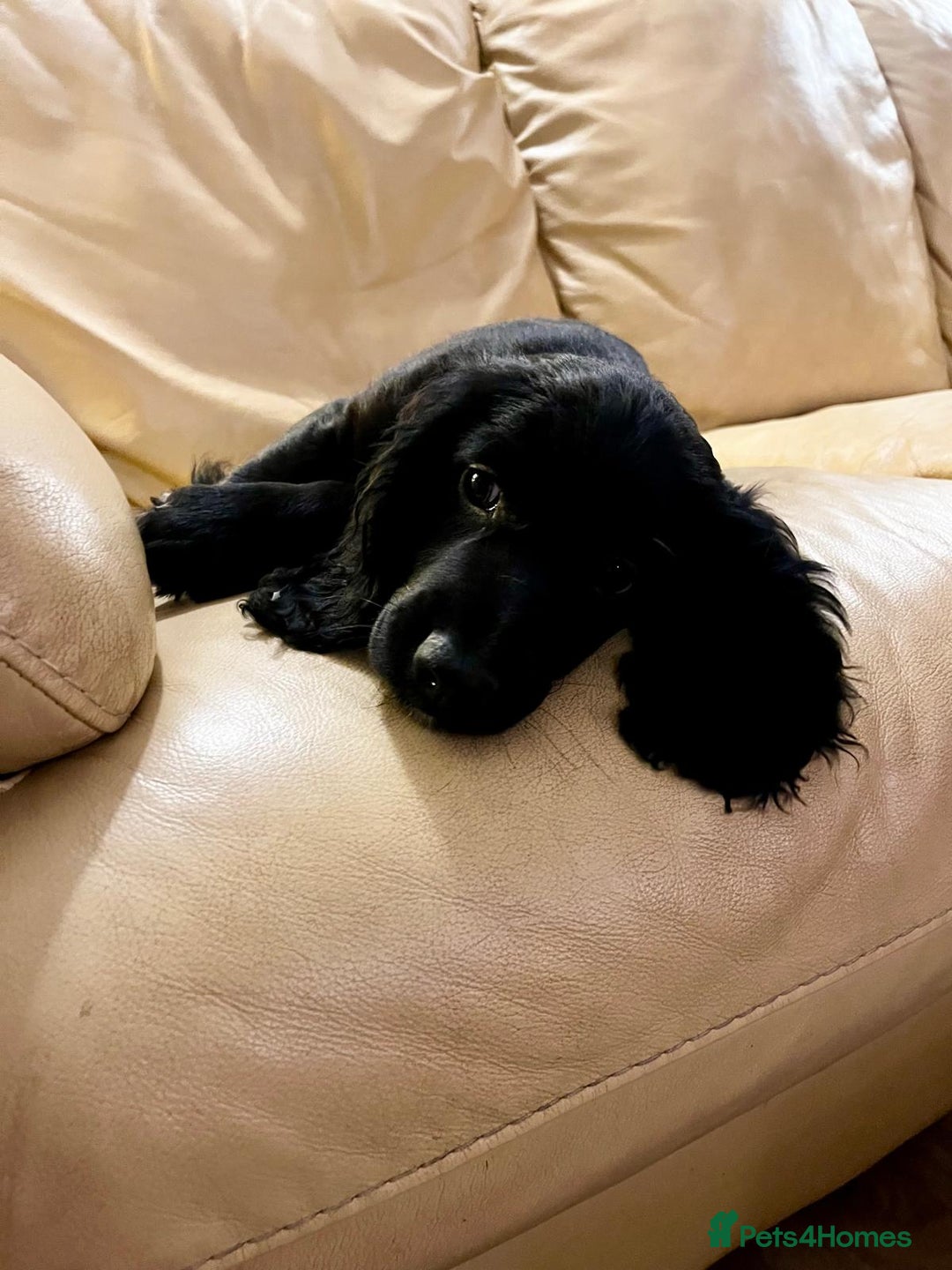 Cocker Spaniel dogs for sale: Gorgeous KC Working Cocker Spaniel Puppy Available - Image 9
