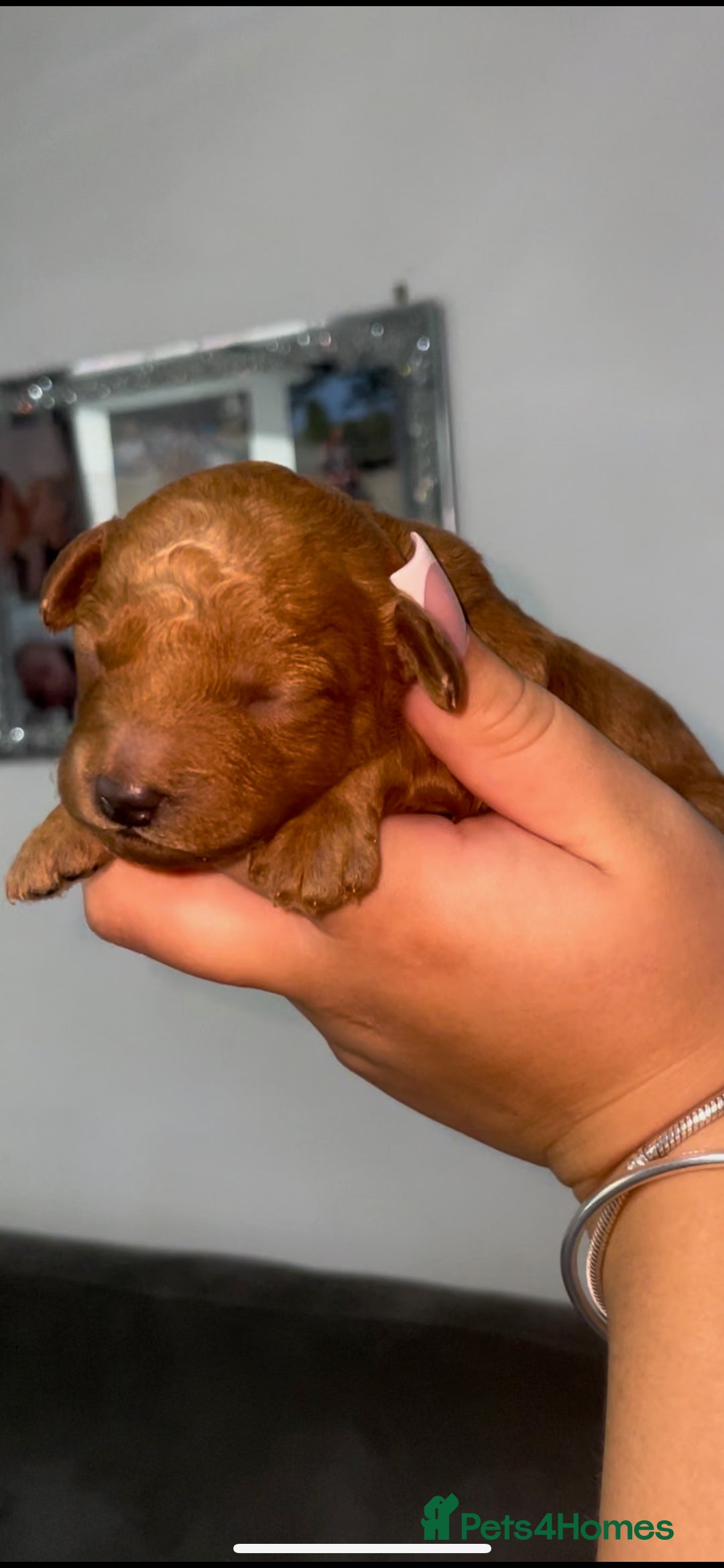 Toy Poodle dogs for sale: Stunning toy poodles  - Image 9