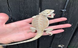 Bearded Dragon reptiles for sale: Bearded Dragons - stunning babies  - Image 21