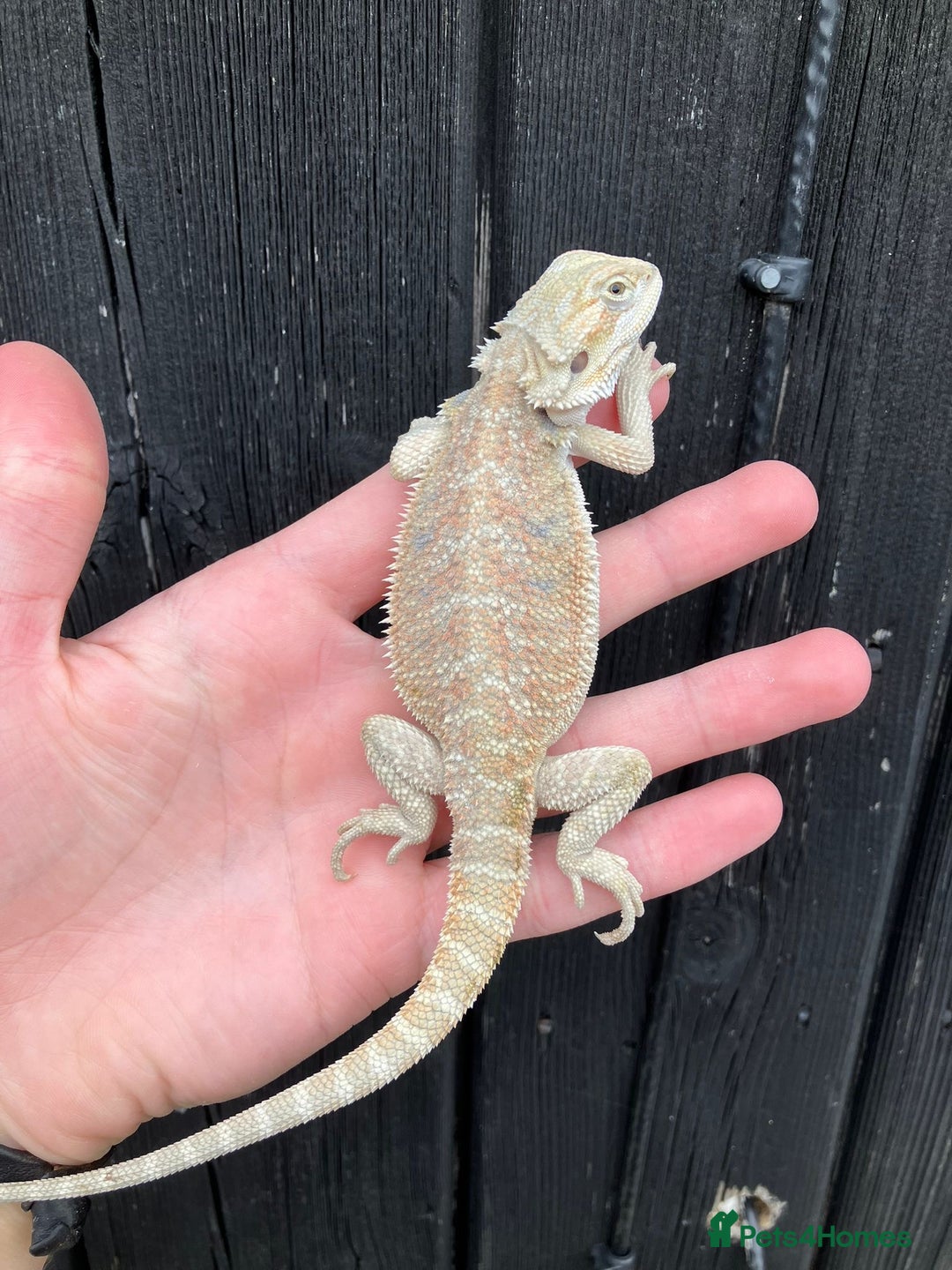 Bearded Dragon reptiles for sale: Bearded Dragons - stunning babies  - Image 21