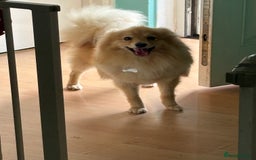 Pomeranian dogs for sale: Pomeranian 11 months  - Image 4