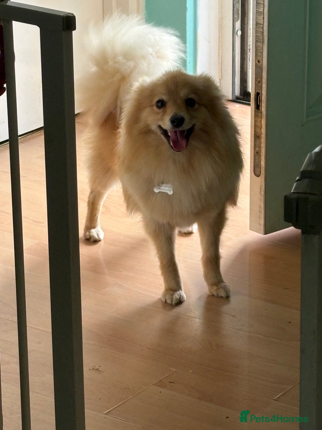 Pomeranian dogs for sale: Pomeranian 11 months  - Image 4