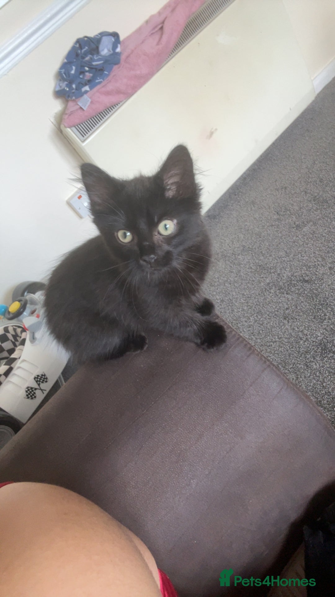 Mixed Breed cats for sale: Looking for a new home - Image 1