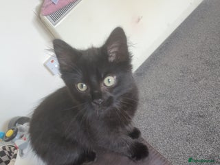 Mixed Breed cats for sale - Advert 1