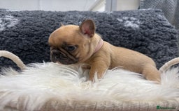French Bulldog dogs for sale: 🐾 Beautiful French Bulldog Puppies 🐶 - Image 7