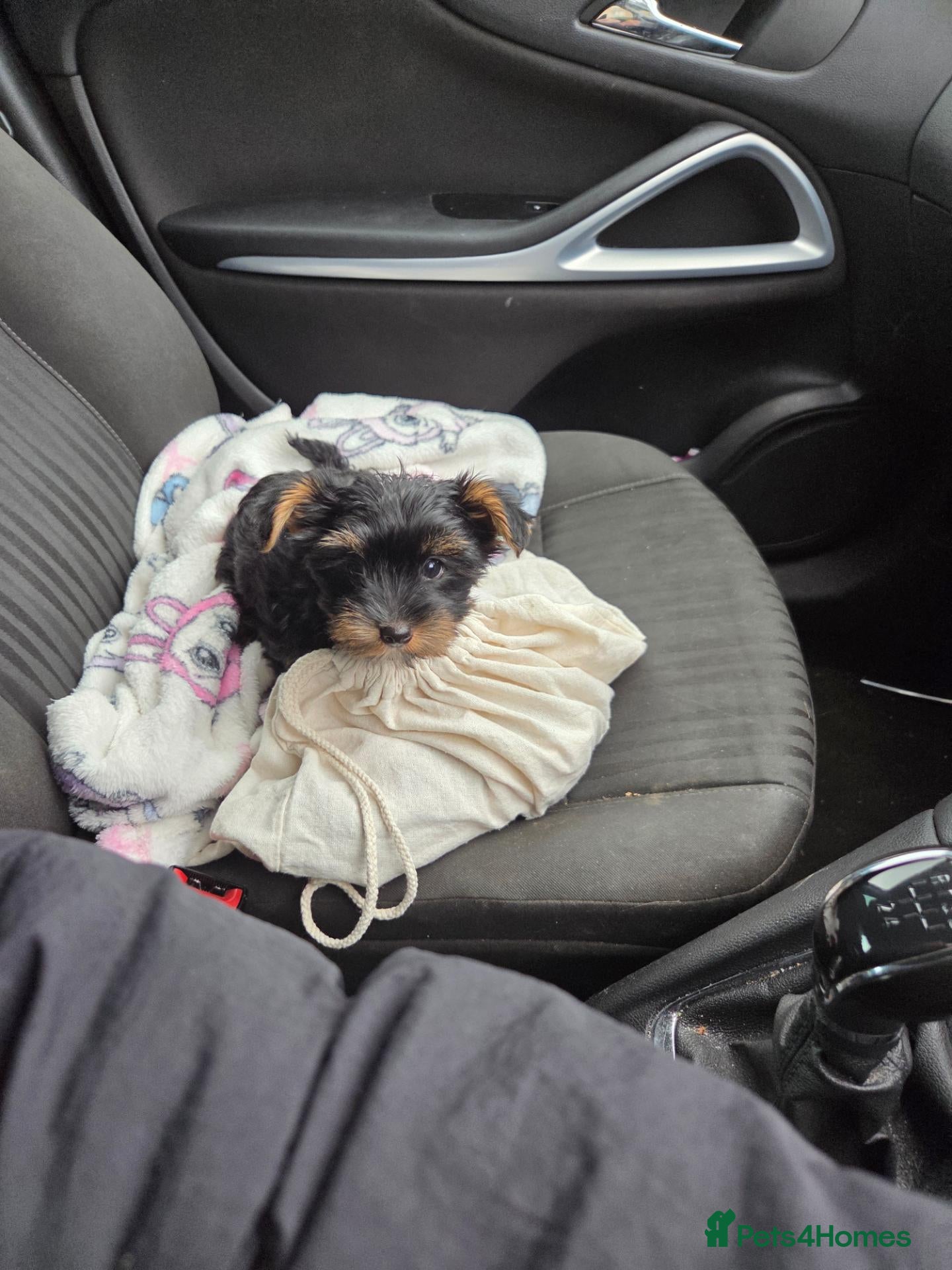 Mixed Breed dogs Little girl  - Advert 1