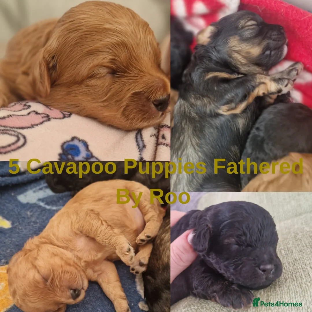 Toy Poodle dogs for stud:     Tiny Russian Import Toy Poodle For Stud - Advert 7