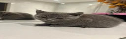 British Shorthair cats for sale: Beautiful Grey Male British Shorthair Kitten 🩶 - Advert 9