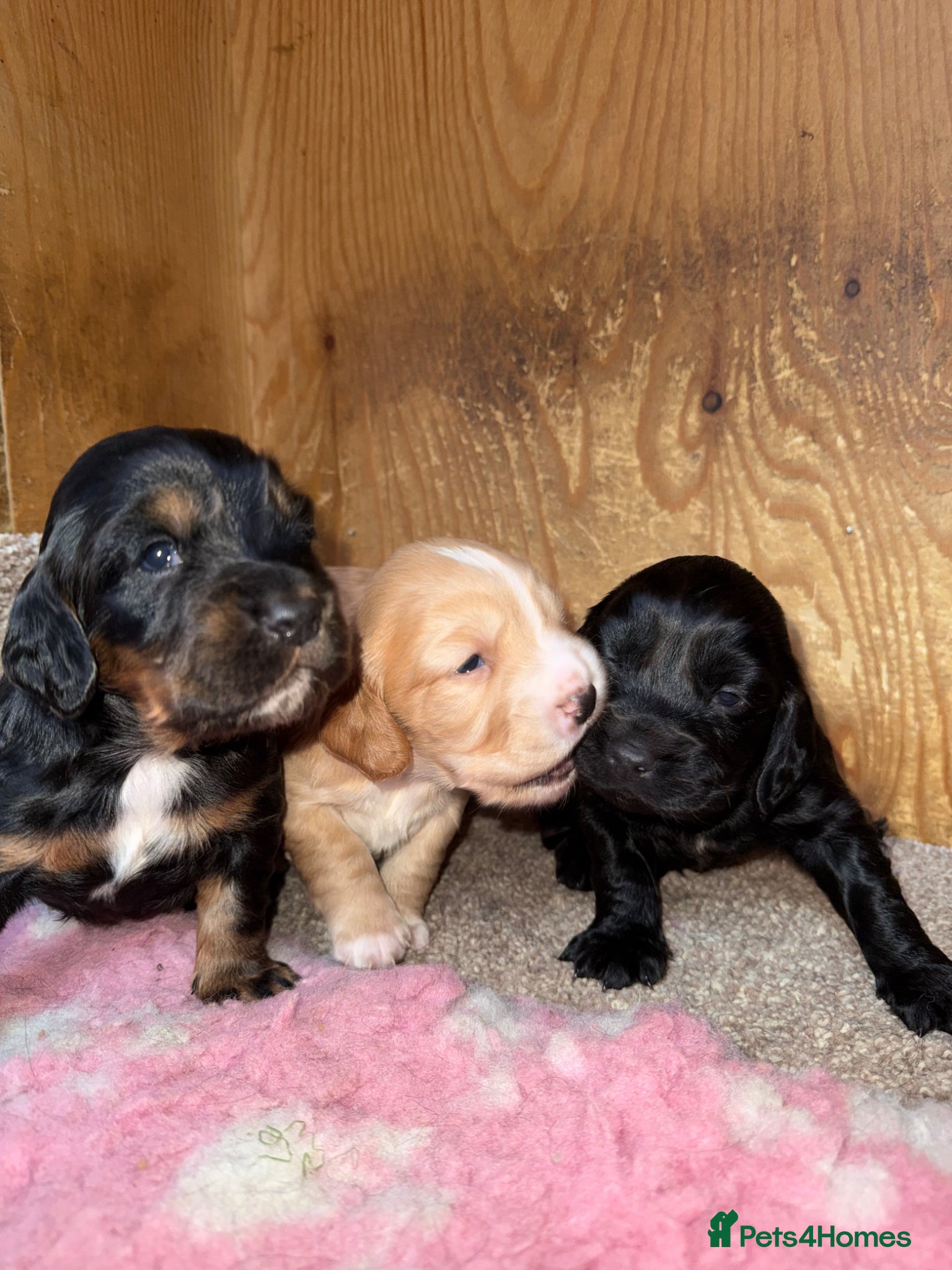 Cocker Spaniel dogs 3 stunning working cocker spaniel babies for sale - Advert 15