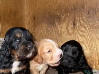 Cocker Spaniel dogs 3 stunning working cocker spaniel babies for sale - Advert 15