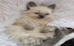 Siberian cats for sale: GCCF champion bloodline siberian nevas - Image 13