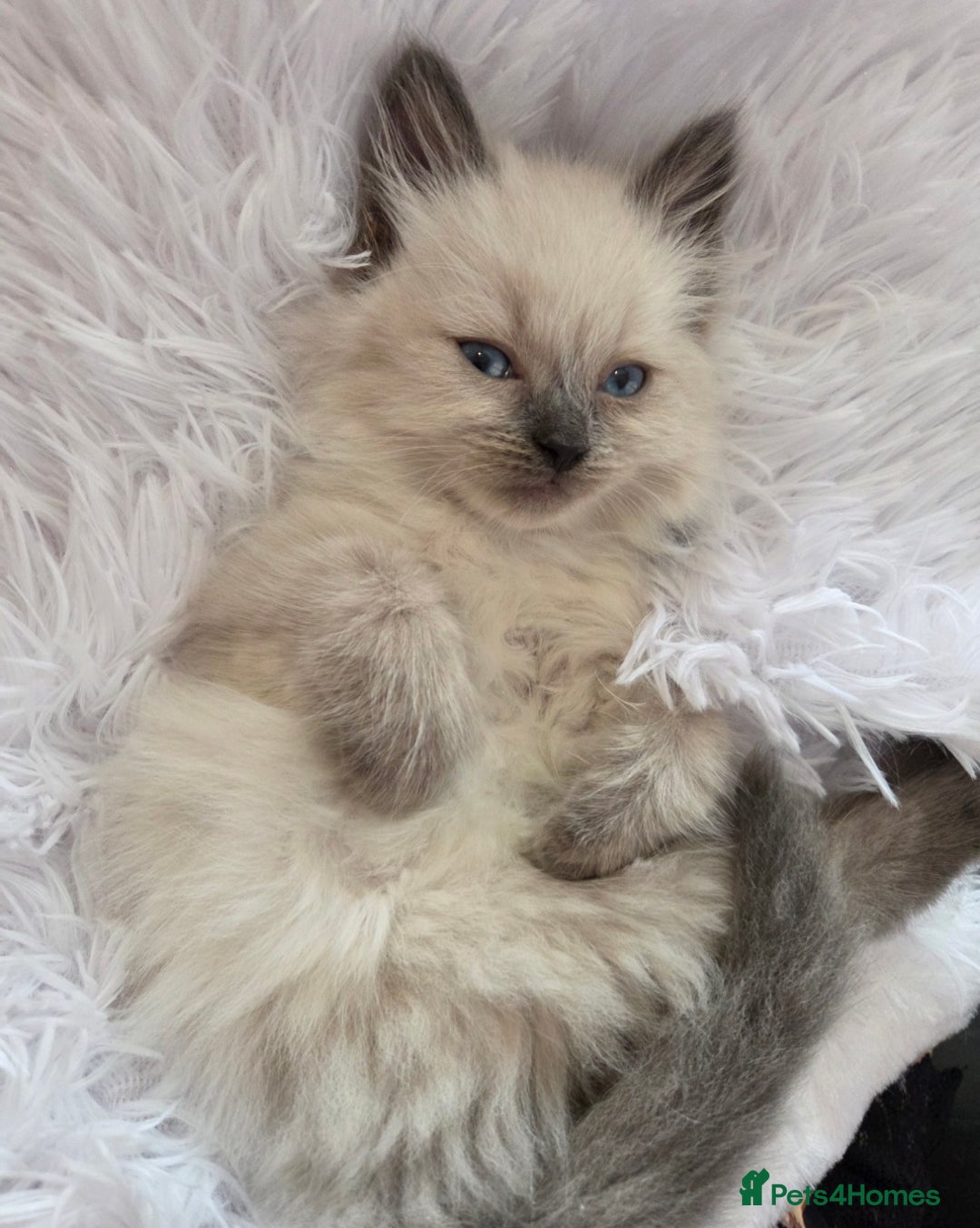 Siberian cats for sale: GCCF champion bloodline siberian nevas - Image 13