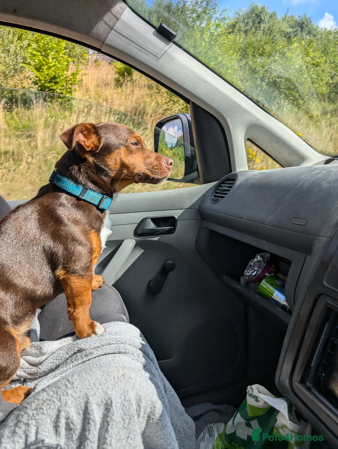 Jack Russell dogs for stud: Rocky - Advert 1