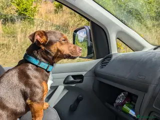 Jack Russell dogs Rocky - Advert 5