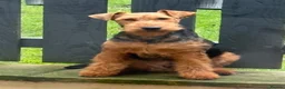 Mixed Breed dogs for sale: Wowauzer puppies for sale - Advert 4