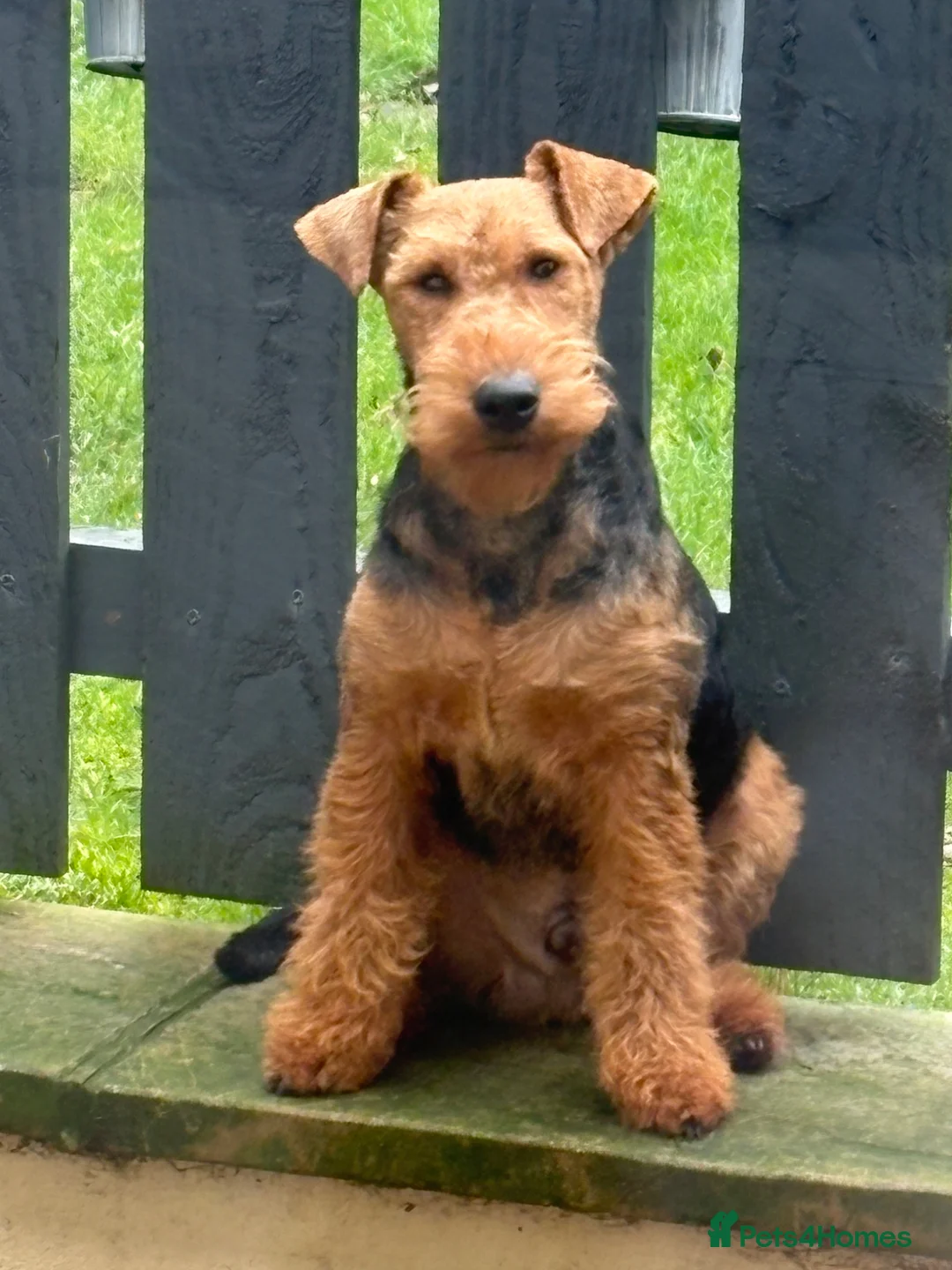 Mixed Breed dogs for sale: Wowauzer puppies for sale - Advert 4