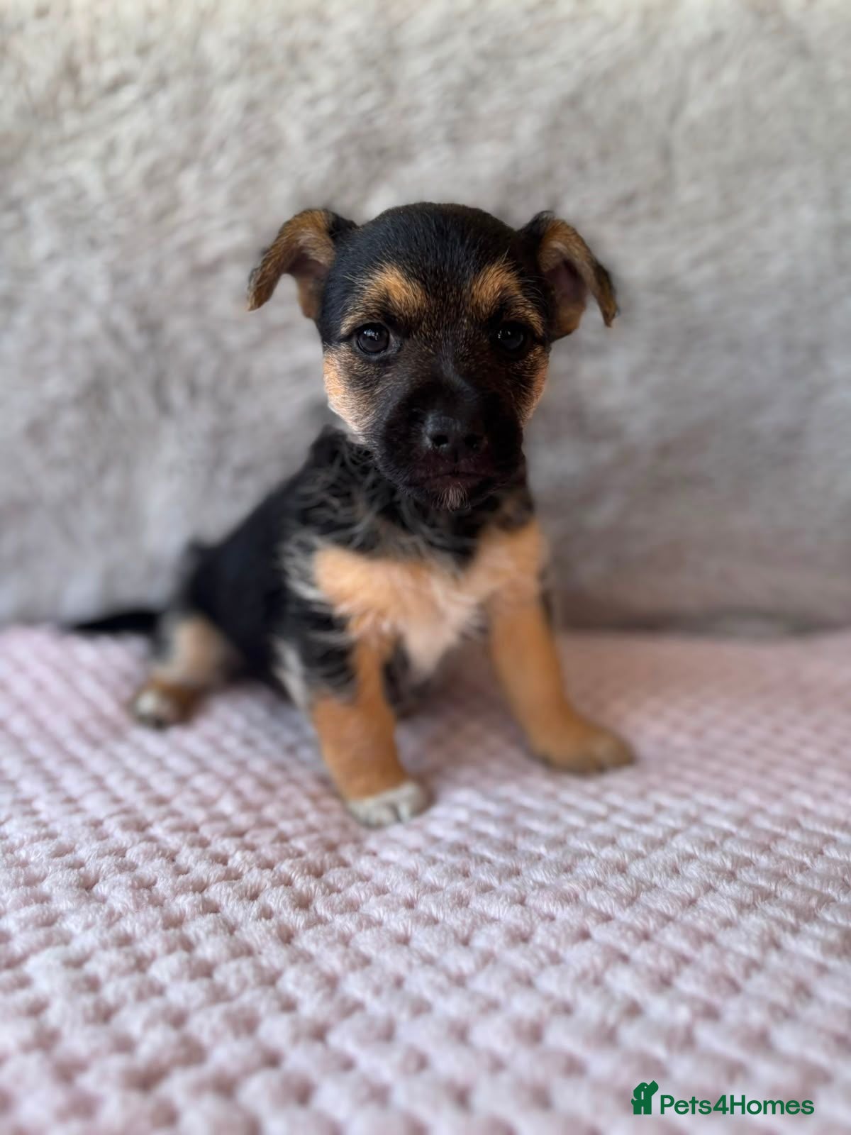 Jack Russell dogs Beautiful Jack Russells-One left! - Advert 2
