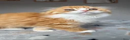 Scottish Fold cats for sale: Scottish Fold TICA Pedigree  - Advert 20