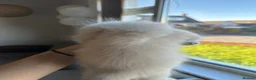 Ragdoll cats for sale: Kittens  in Dumfries - Advert 6