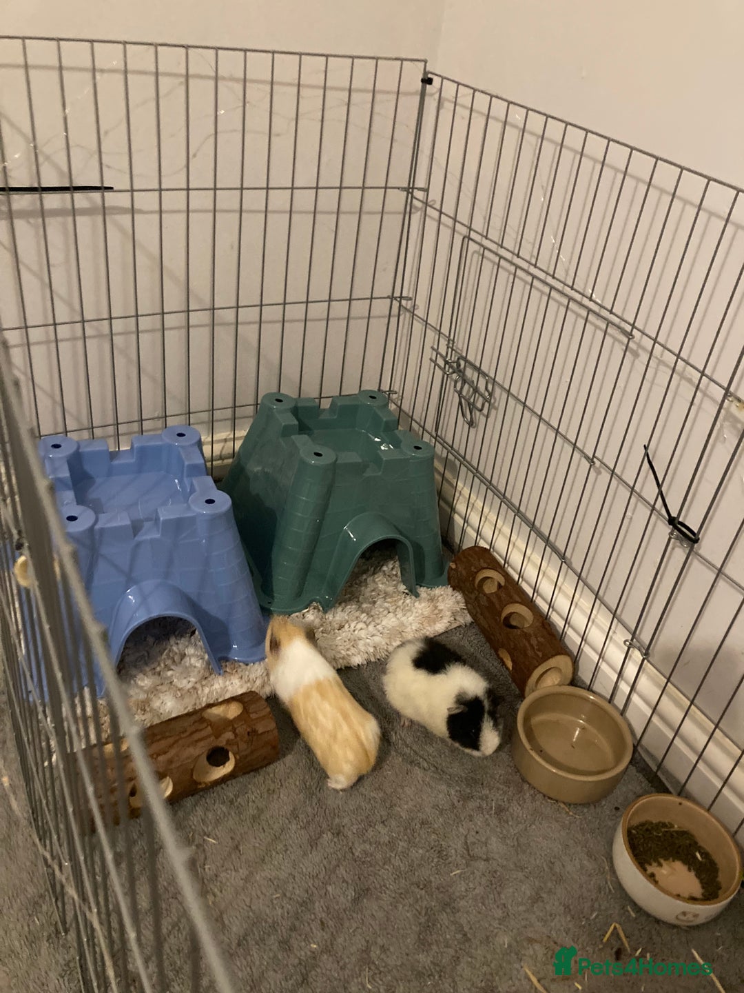 Guinea Pig rodents for sale: 2 male Guinea pigs for sale  - Advert 1