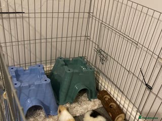 Guinea Pig rodents 2 male Guinea pigs for sale - Advert 2