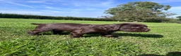 Sprocker dogs for sale: Sprocker Puppies - 4th generation.  - Advert 22