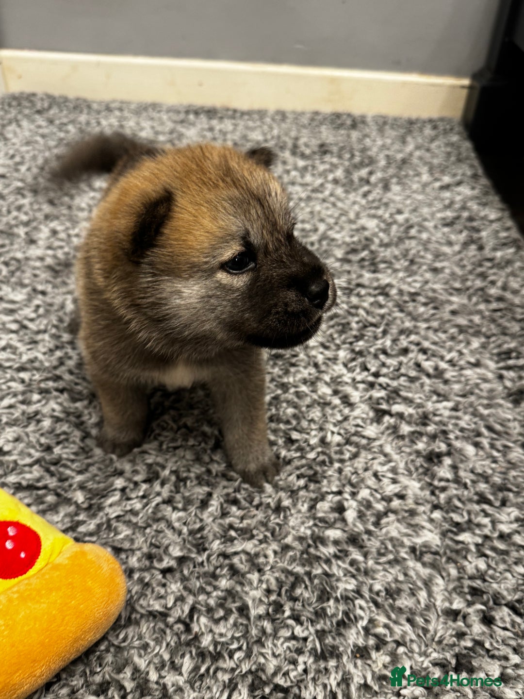Mixed Breed dogs for sale: Chowski puppies for sale  - Advert 13