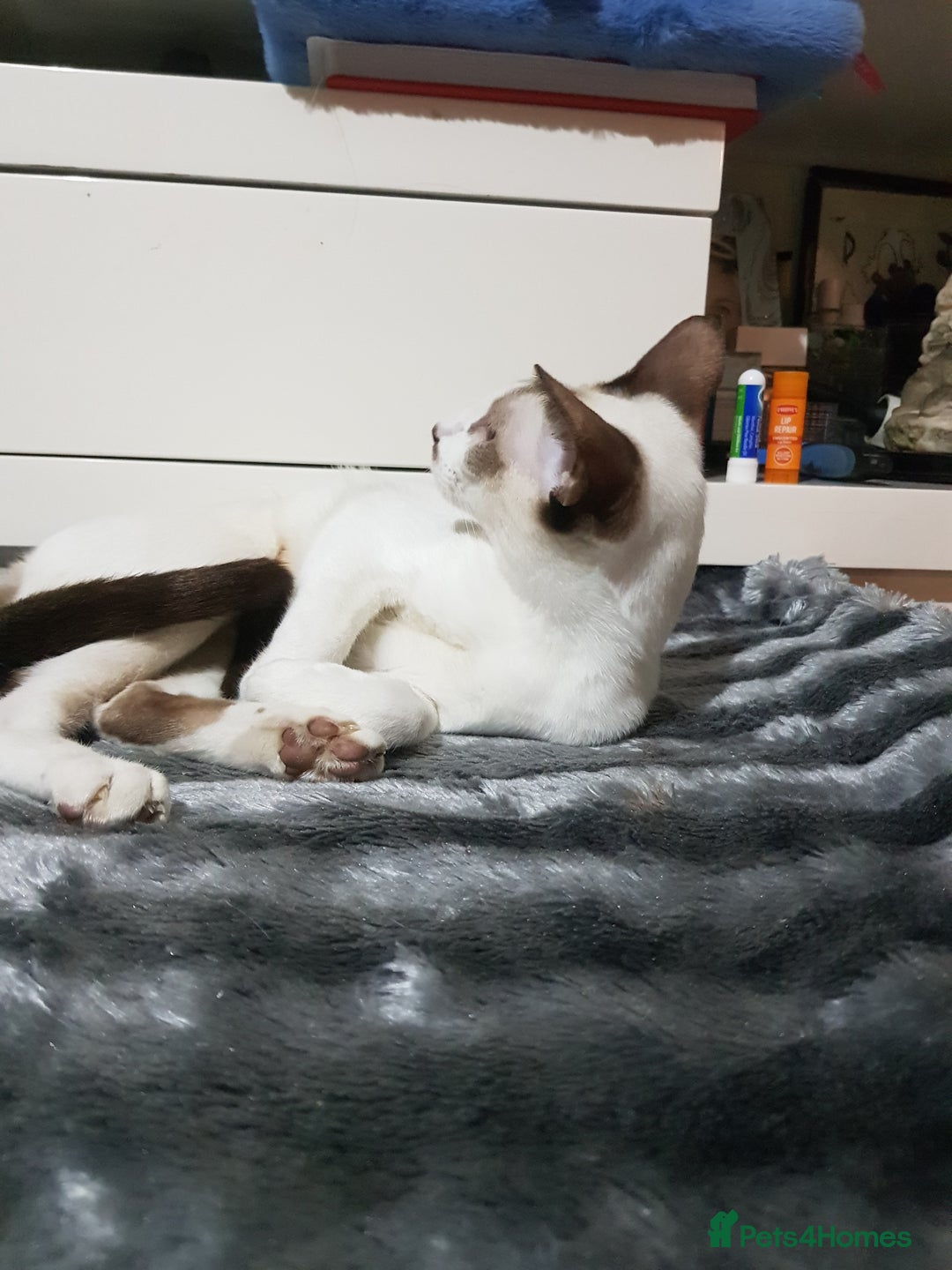 Oriental cats for sale: Oriental kittens - Advert 1