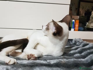 Oriental cats Oriental kittens - Advert 3