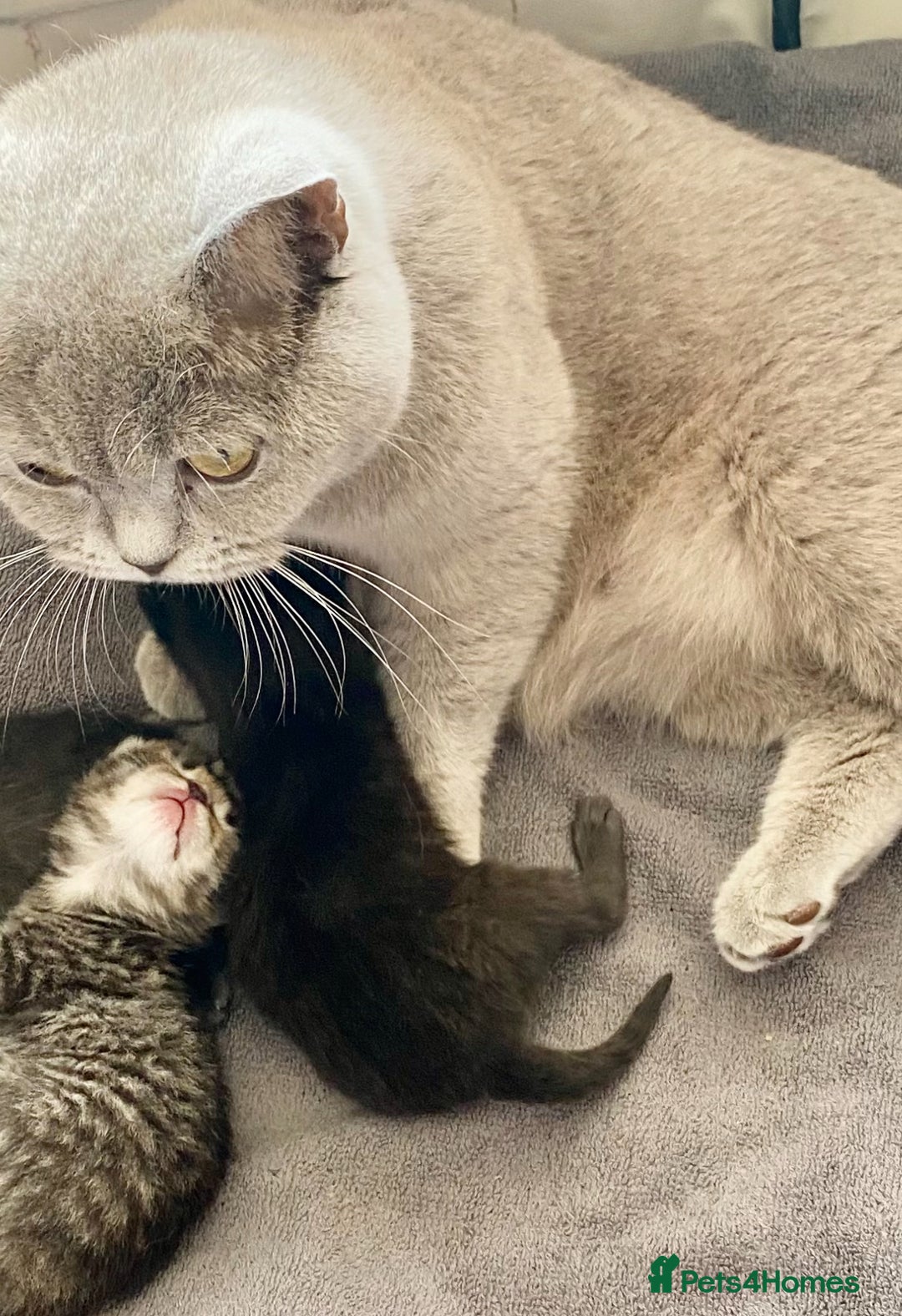 Mixed Breed cats for sale: BSH X RAGDOLL MIX KITTENS READY NOW - Advert 2