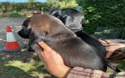 Dachshund dogs for sale: Dachshunds pure bred puppies for sale - Image 5
