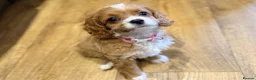 Cavapoo dogs for sale: Exceptional F1 Toy Cavapoos-Health Tested Parents - Advert 15