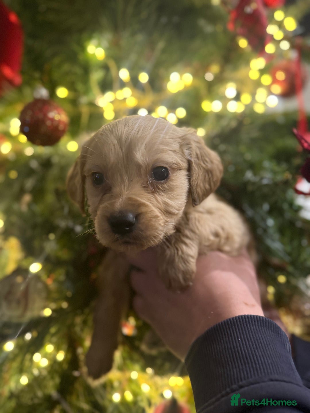 Goldador dogs for sale: Gorgeous Goldador puppies ready to go 22nd  - Advert 8